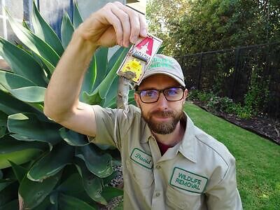 Phoenix pest control