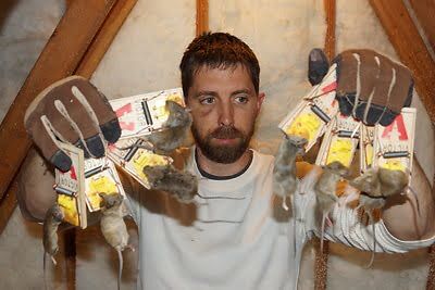 rodent trapping